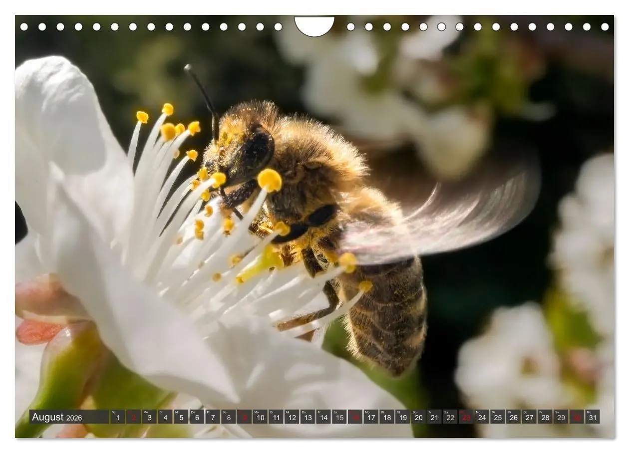 Bild: 9783457344255 | Sehe die Bienen (Wandkalender 2026 DIN A4 quer), CALVENDO...