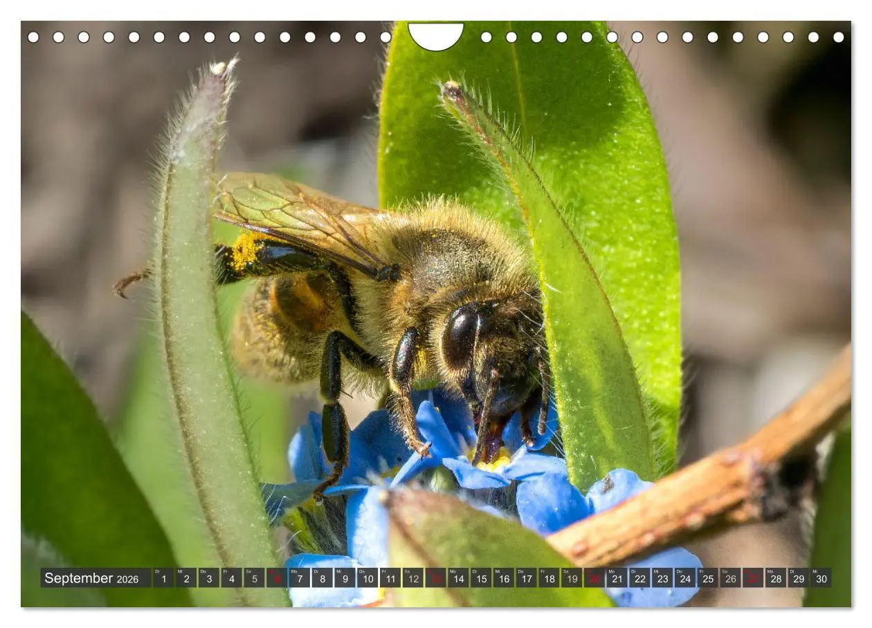 Bild: 9783457344255 | Sehe die Bienen (Wandkalender 2026 DIN A4 quer), CALVENDO...