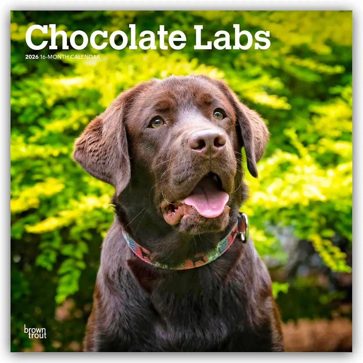 Cover: 9798330704255 | Chocolate Labrador Retriever - Brauner Labrador Retriever 2026 -...
