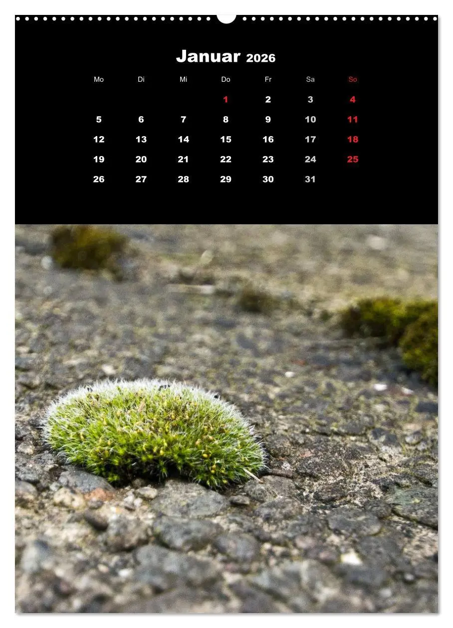 Bild: 9783516424355 | Die Welt der Moose. Ein Blick nach unten (Wandkalender 2026 DIN A2...