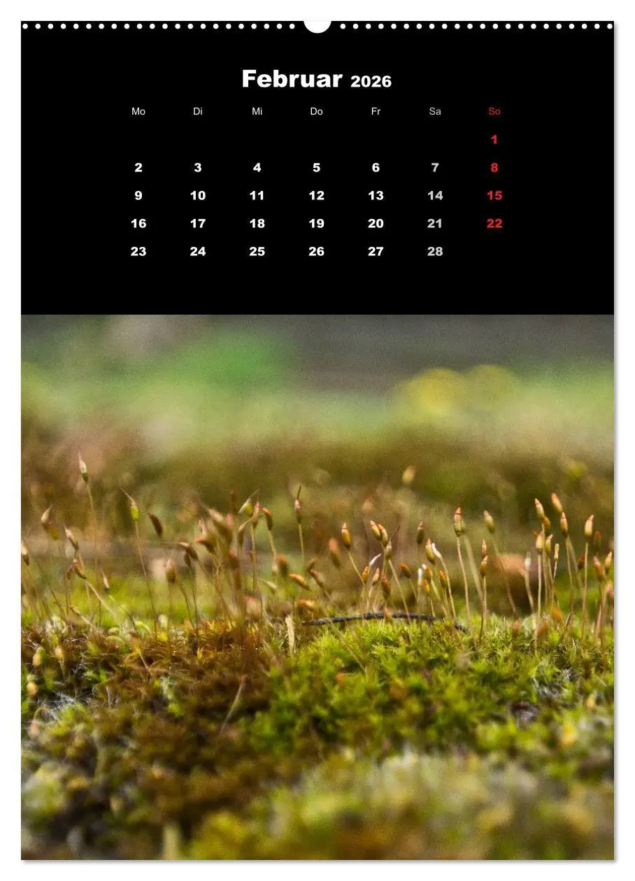 Bild: 9783516424355 | Die Welt der Moose. Ein Blick nach unten (Wandkalender 2026 DIN A2...