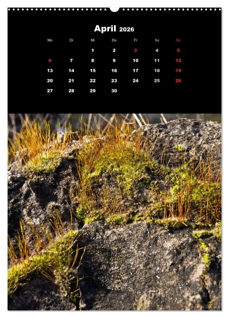 Bild: 9783516424355 | Die Welt der Moose. Ein Blick nach unten (Wandkalender 2026 DIN A2...