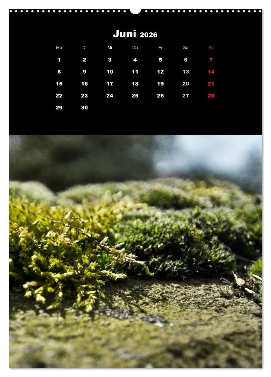 Bild: 9783516424355 | Die Welt der Moose. Ein Blick nach unten (Wandkalender 2026 DIN A2...