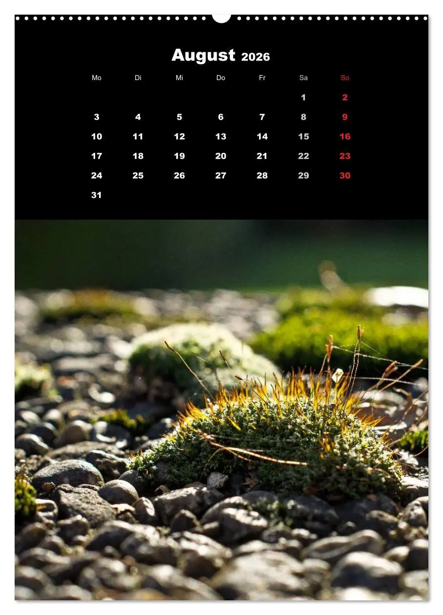 Bild: 9783516424355 | Die Welt der Moose. Ein Blick nach unten (Wandkalender 2026 DIN A2...