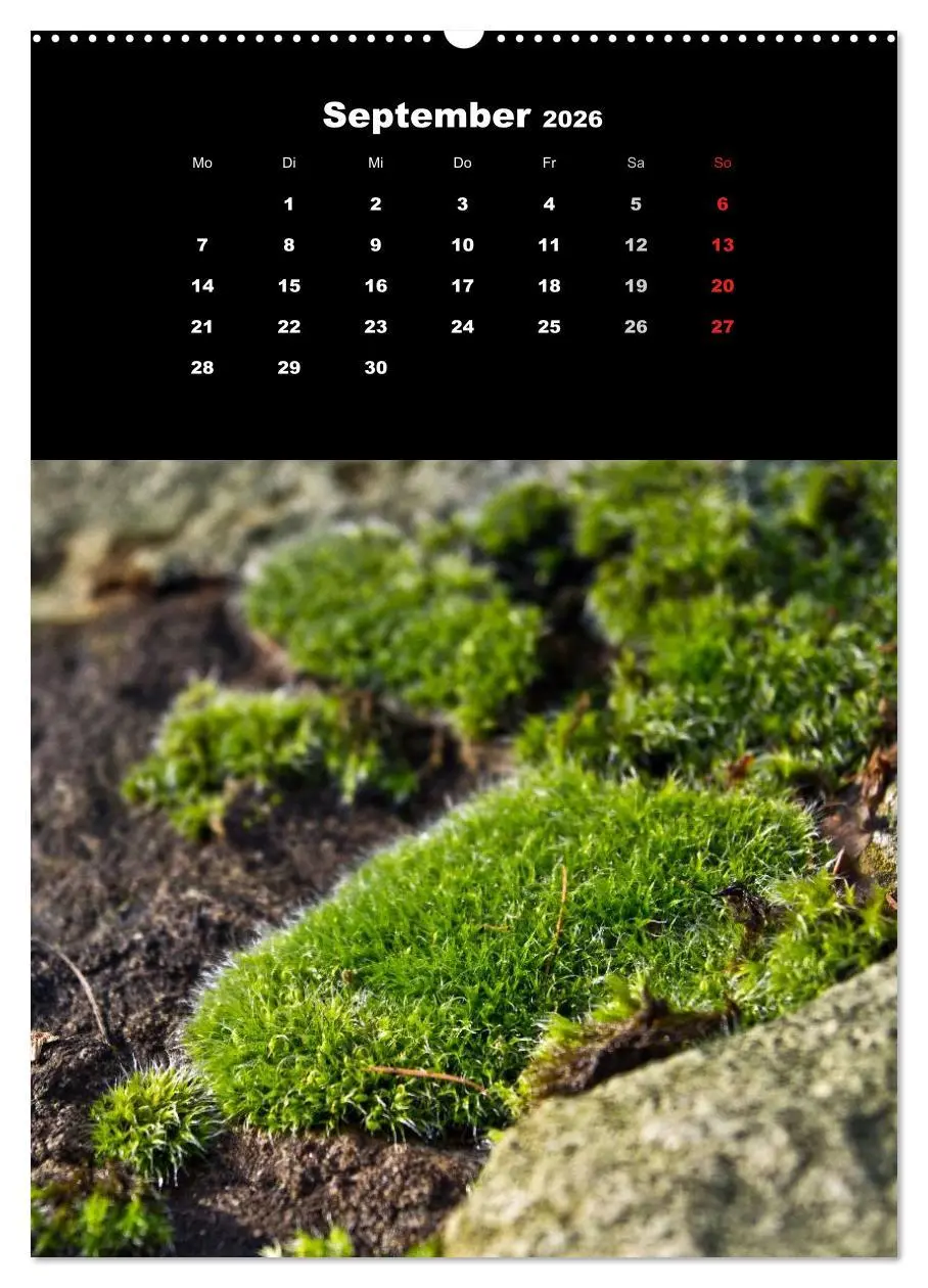 Bild: 9783516424355 | Die Welt der Moose. Ein Blick nach unten (Wandkalender 2026 DIN A2...