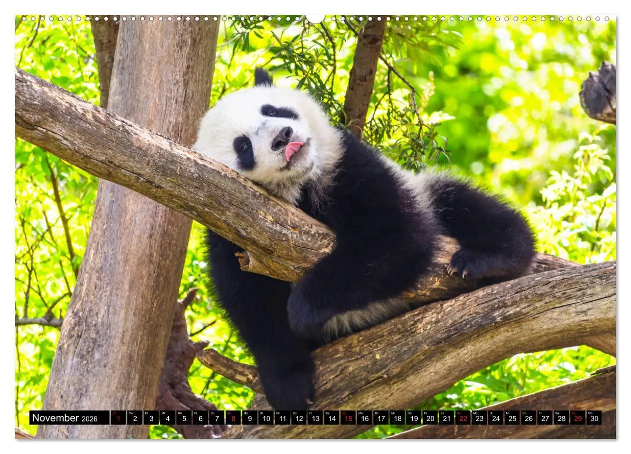 Bild: 9783457704455 | Pandabär Babys (hochwertiger Premium Wandkalender 2026 DIN A2...