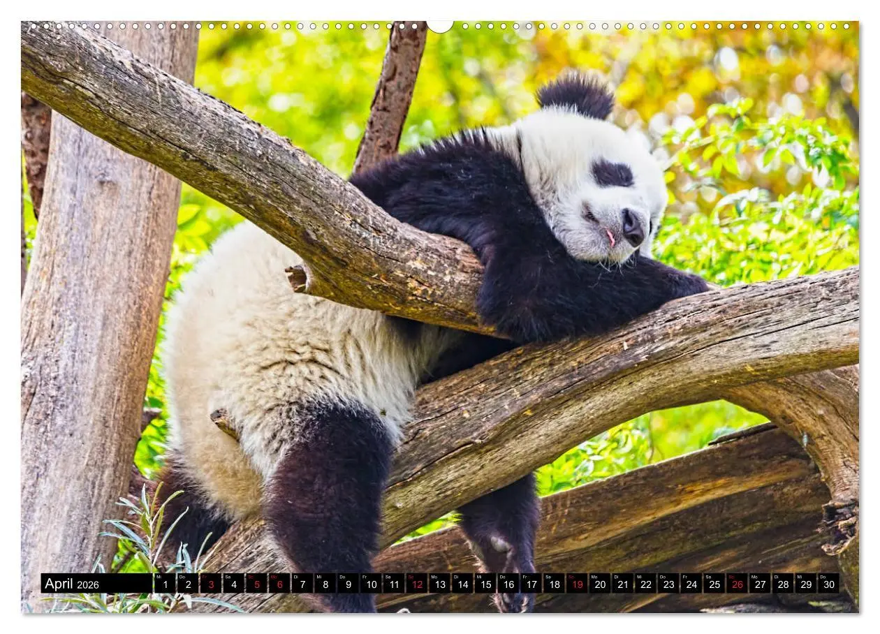 Bild: 9783457704455 | Pandabär Babys (hochwertiger Premium Wandkalender 2026 DIN A2...