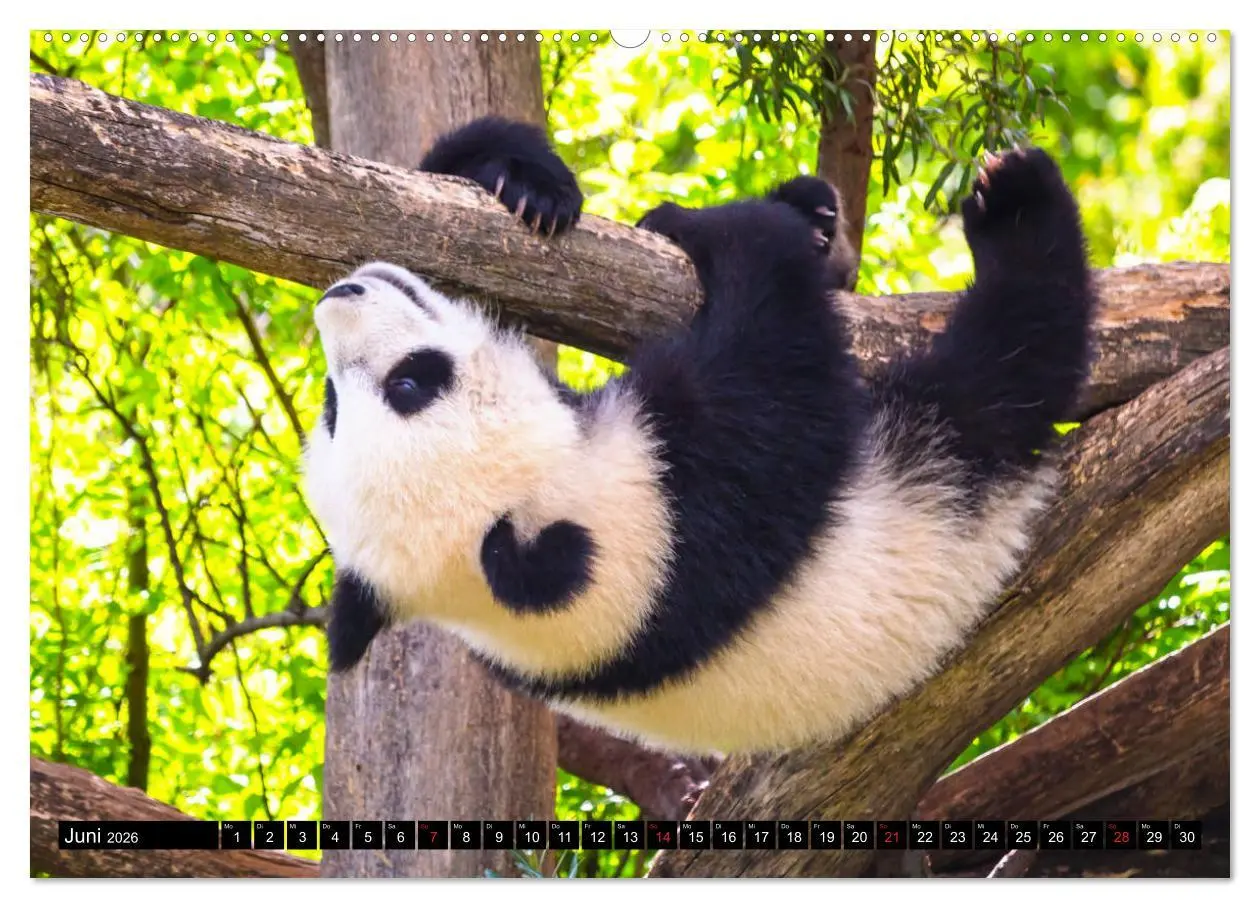 Bild: 9783457704455 | Pandabär Babys (hochwertiger Premium Wandkalender 2026 DIN A2...