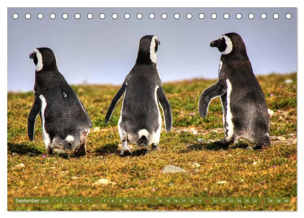 Bild: 9783457944455 | Wildes Patagonien - Abenteuer am Ende der Welt (Tischkalender 2026...
