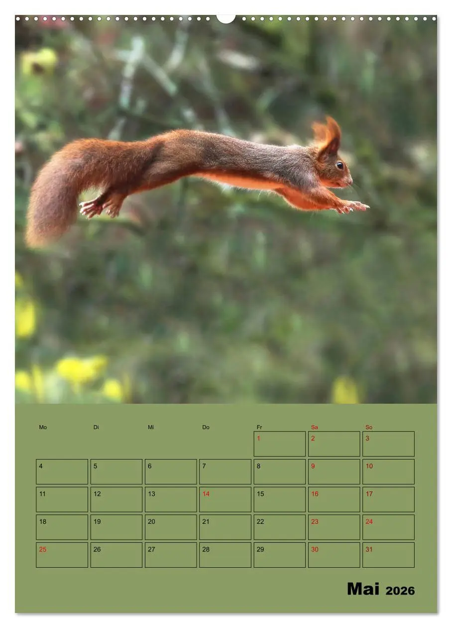 Bild: 9783516414455 | Eichhörnchen - Planer (Wandkalender 2026 DIN A2 hoch), CALVENDO...