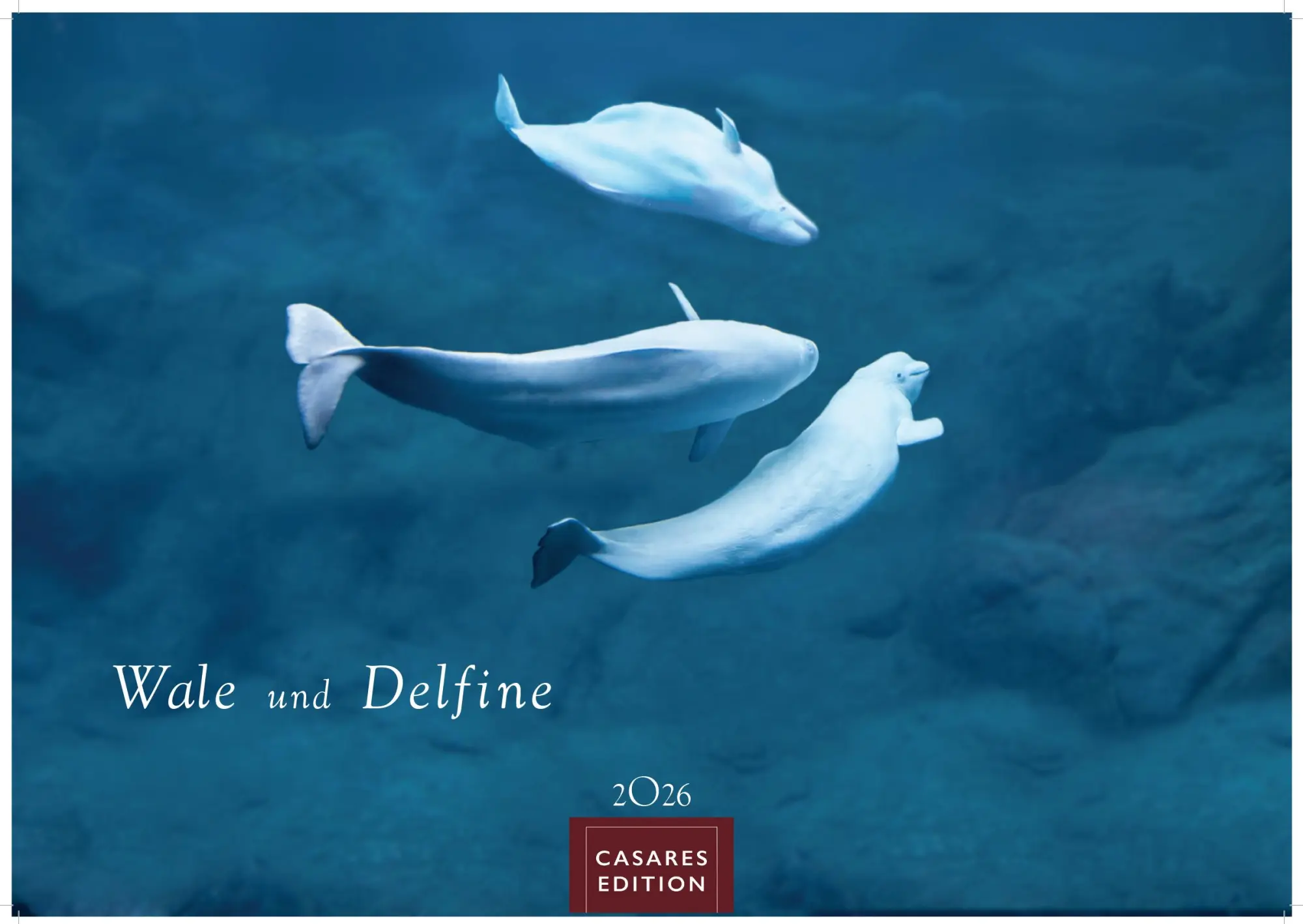 Cover: 9781835244555 | Wale und Delfine 2026 S 24x35cm | Kalender | 14 S. | Deutsch | 2026