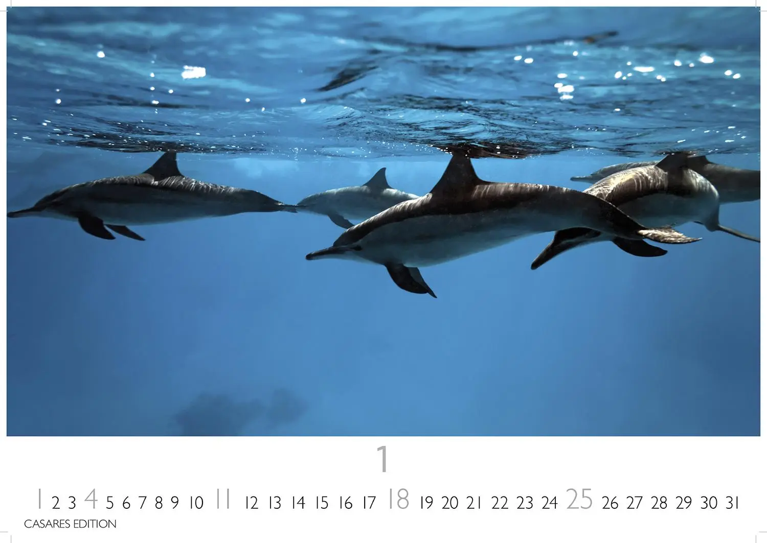 Bild: 9781835244555 | Wale und Delfine 2026 S 24x35cm | Kalender | 14 S. | Deutsch | 2026