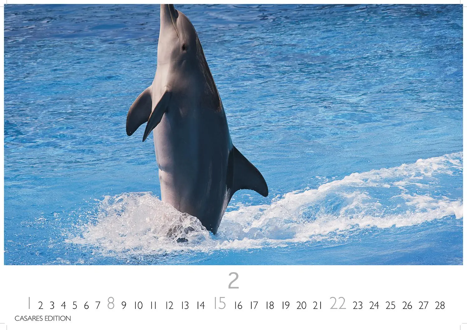 Bild: 9781835244555 | Wale und Delfine 2026 S 24x35cm | Kalender | 14 S. | Deutsch | 2026