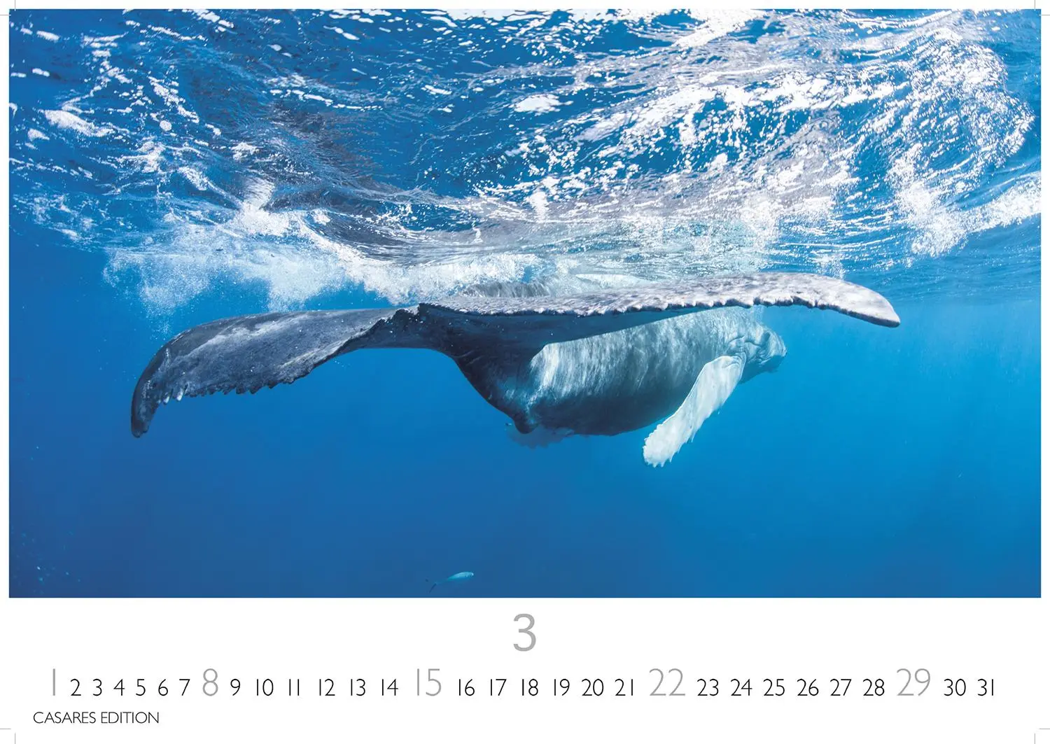 Bild: 9781835244555 | Wale und Delfine 2026 S 24x35cm | Kalender | 14 S. | Deutsch | 2026