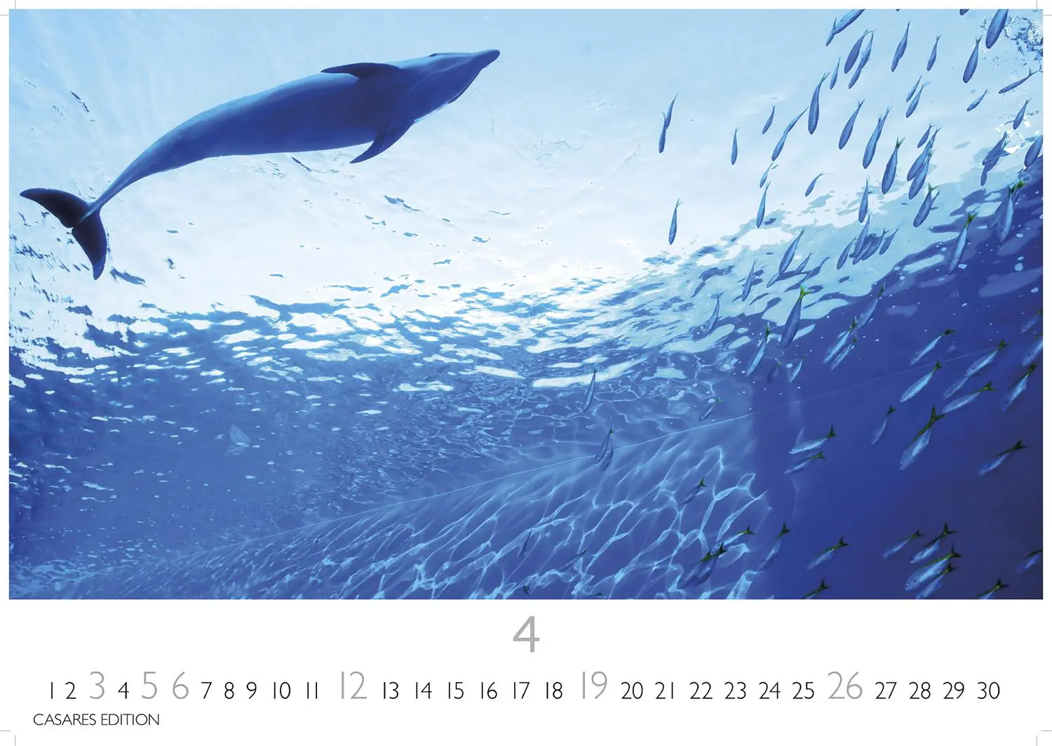 Bild: 9781835244555 | Wale und Delfine 2026 S 24x35cm | Kalender | 14 S. | Deutsch | 2026
