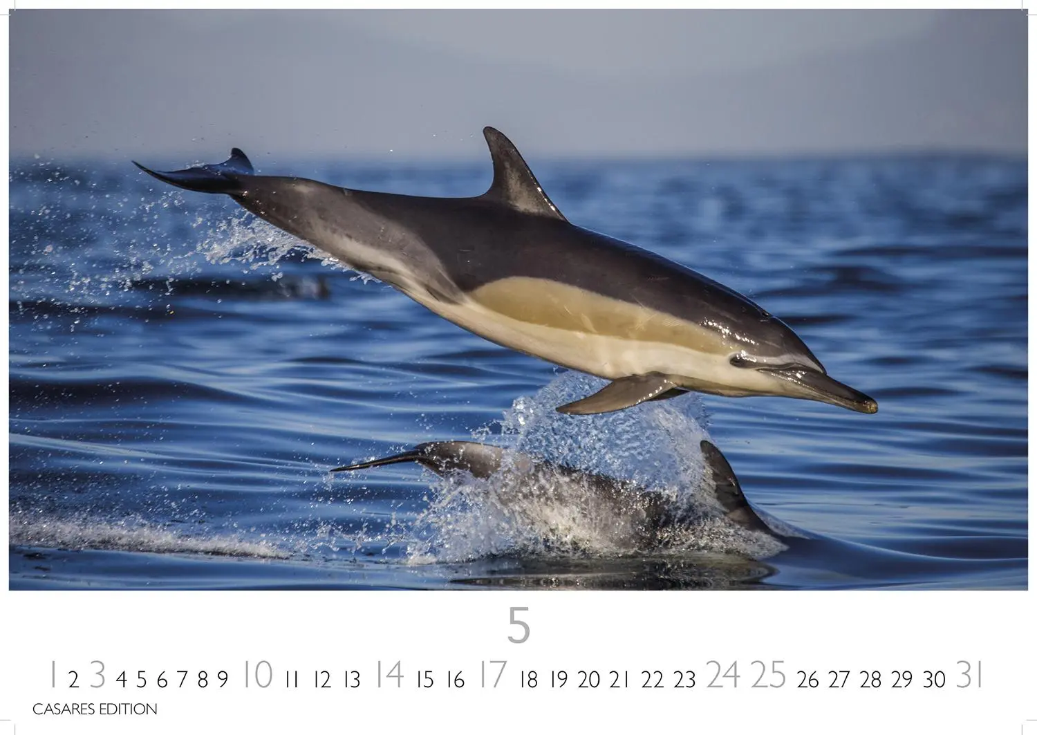 Bild: 9781835244555 | Wale und Delfine 2026 S 24x35cm | Kalender | 14 S. | Deutsch | 2026