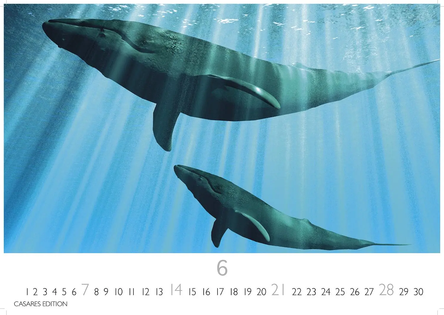 Bild: 9781835244555 | Wale und Delfine 2026 S 24x35cm | Kalender | 14 S. | Deutsch | 2026