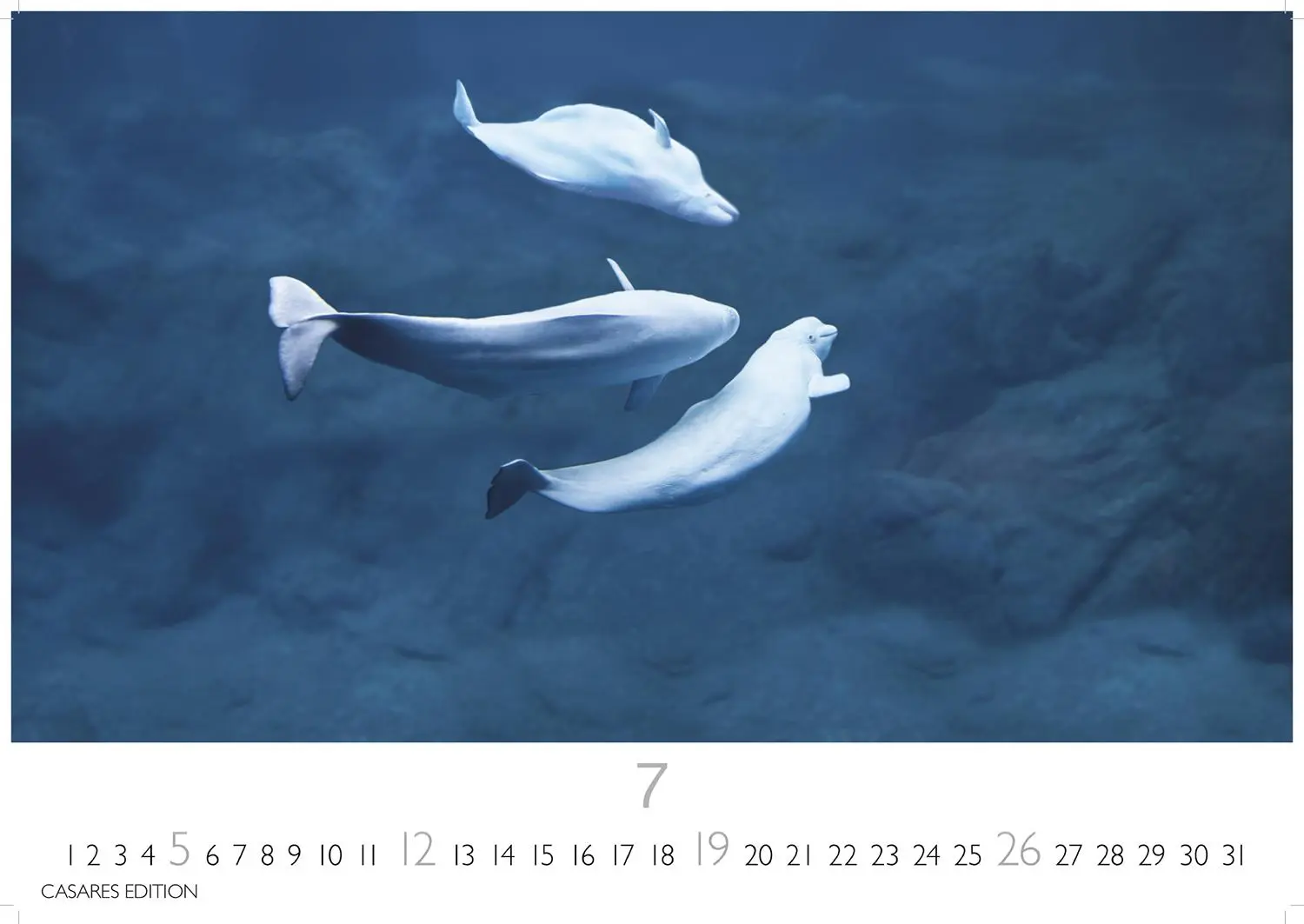 Bild: 9781835244555 | Wale und Delfine 2026 S 24x35cm | Kalender | 14 S. | Deutsch | 2026