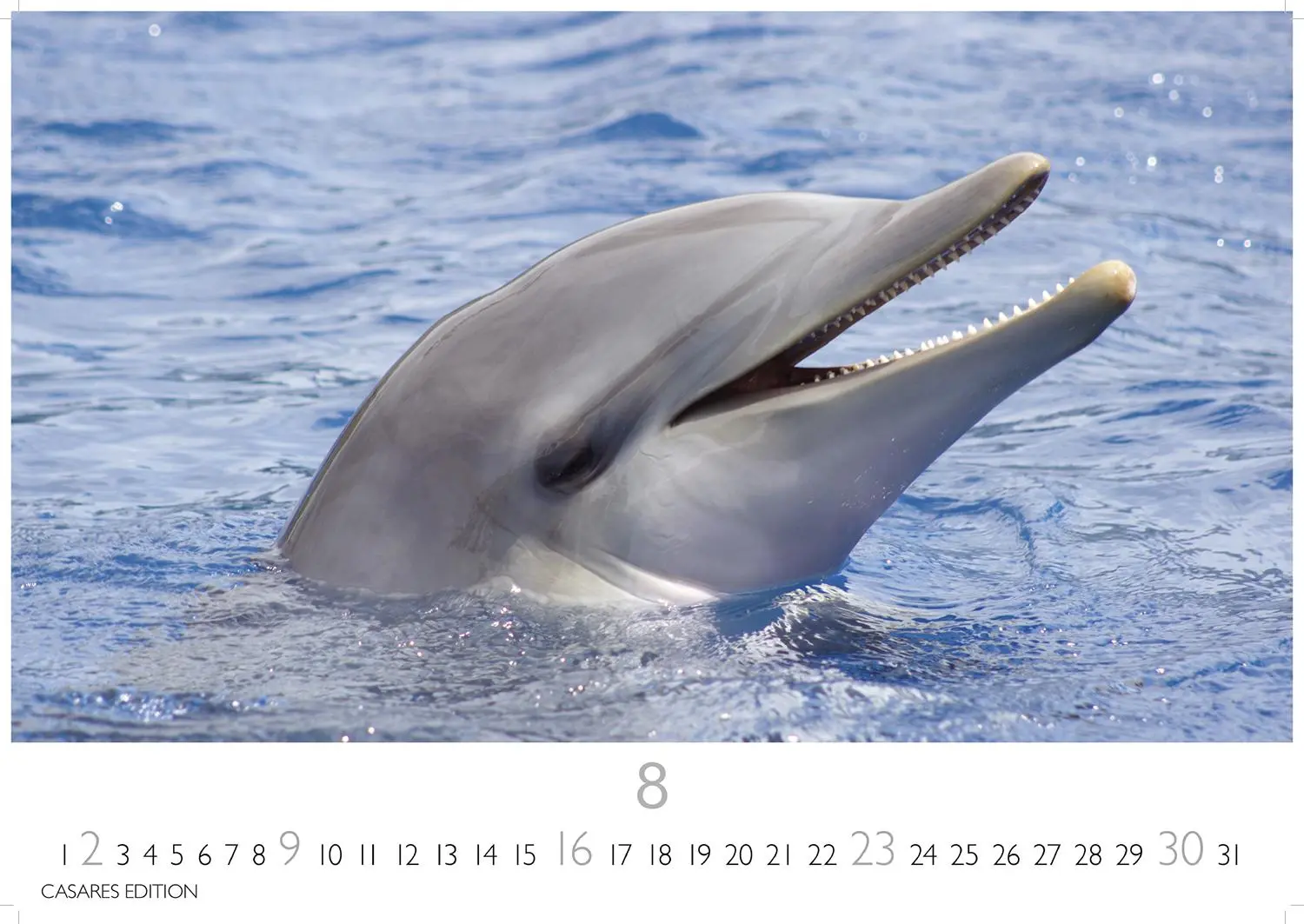 Bild: 9781835244555 | Wale und Delfine 2026 S 24x35cm | Kalender | 14 S. | Deutsch | 2026