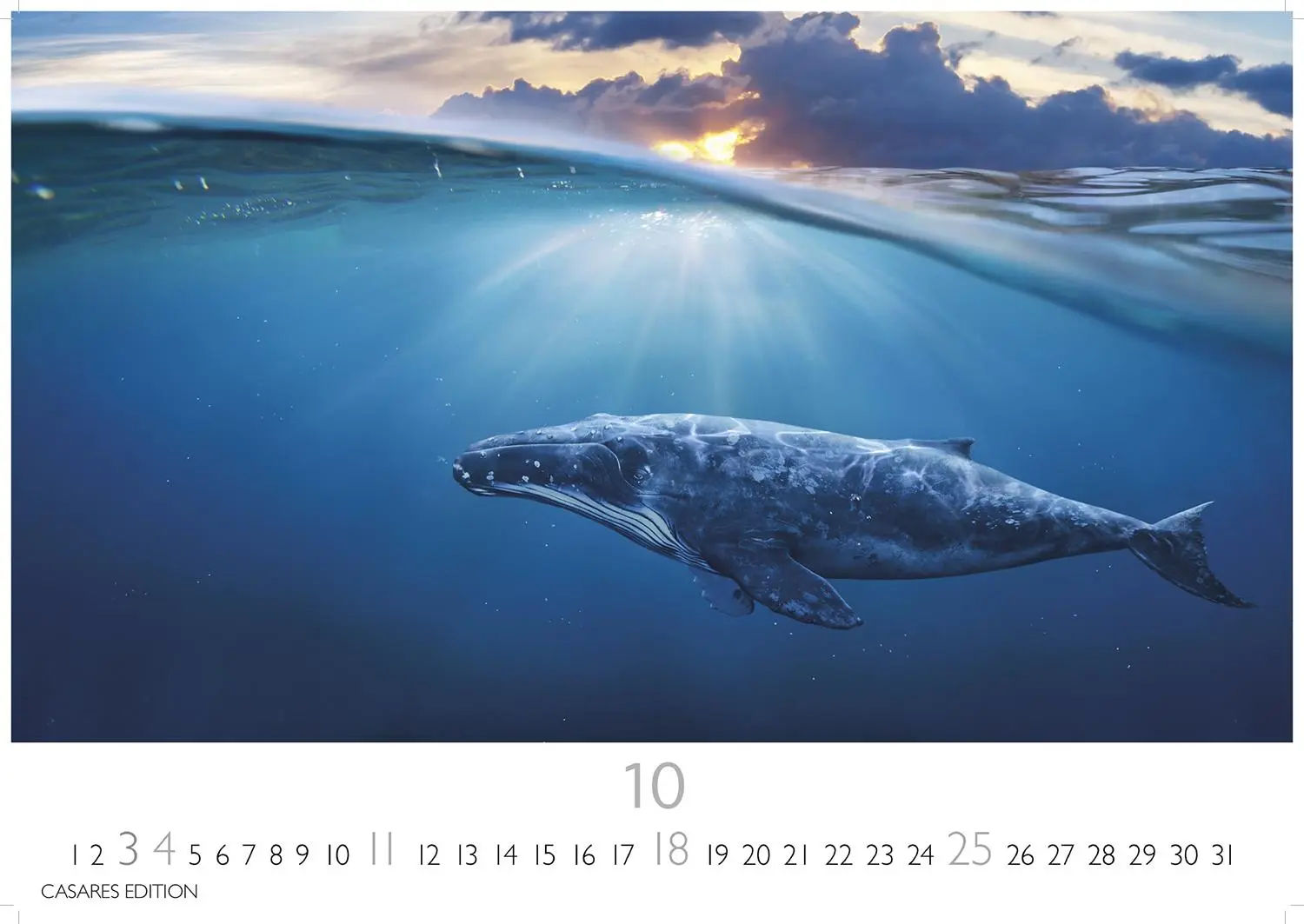 Bild: 9781835244555 | Wale und Delfine 2026 S 24x35cm | Kalender | 14 S. | Deutsch | 2026