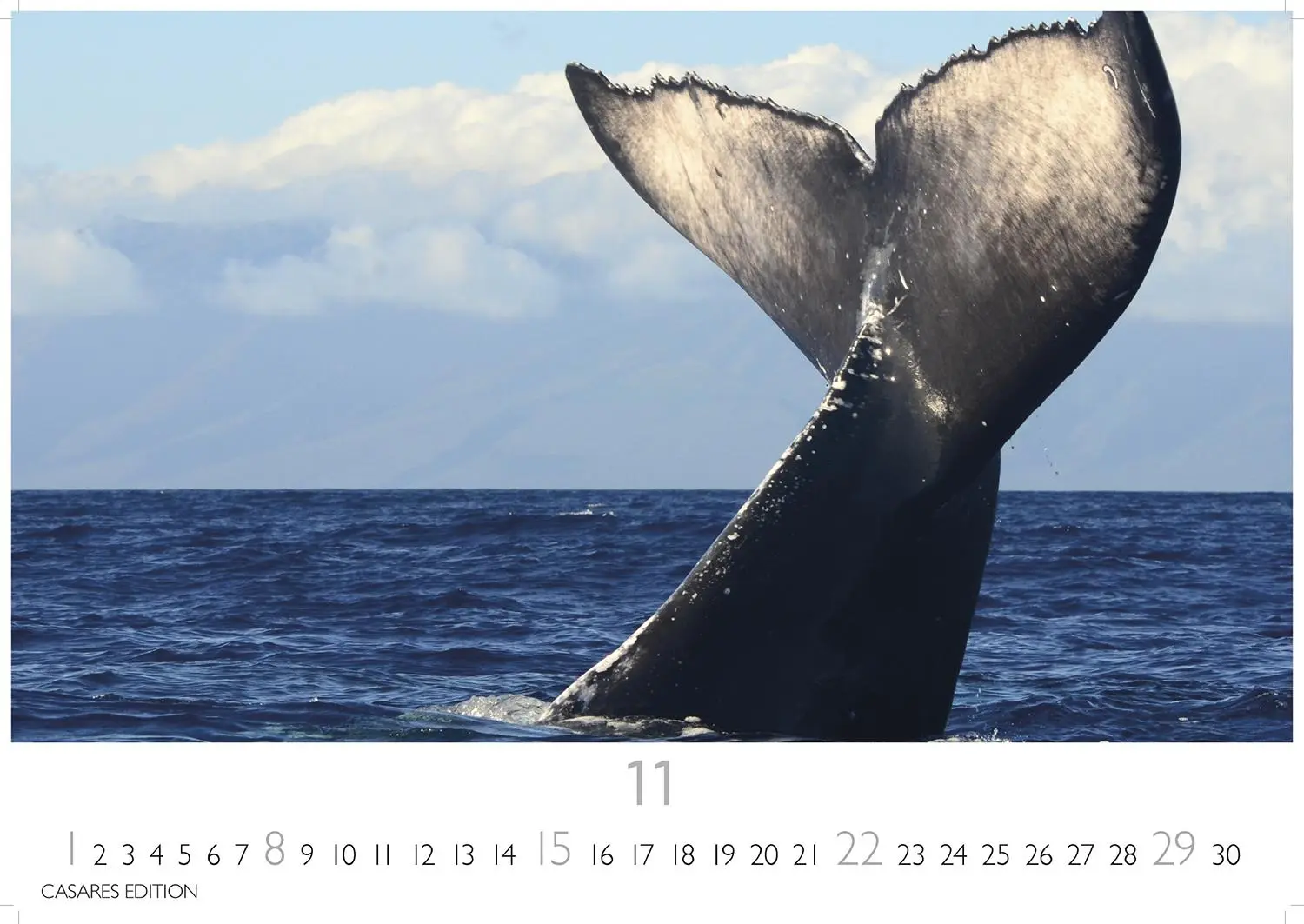 Bild: 9781835244555 | Wale und Delfine 2026 S 24x35cm | Kalender | 14 S. | Deutsch | 2026