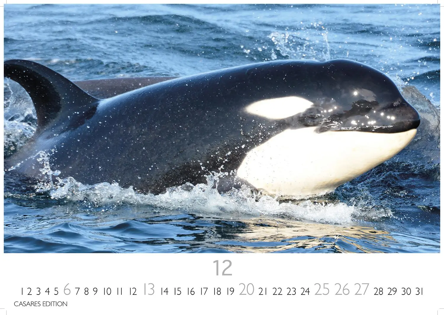Bild: 9781835244555 | Wale und Delfine 2026 S 24x35cm | Kalender | 14 S. | Deutsch | 2026