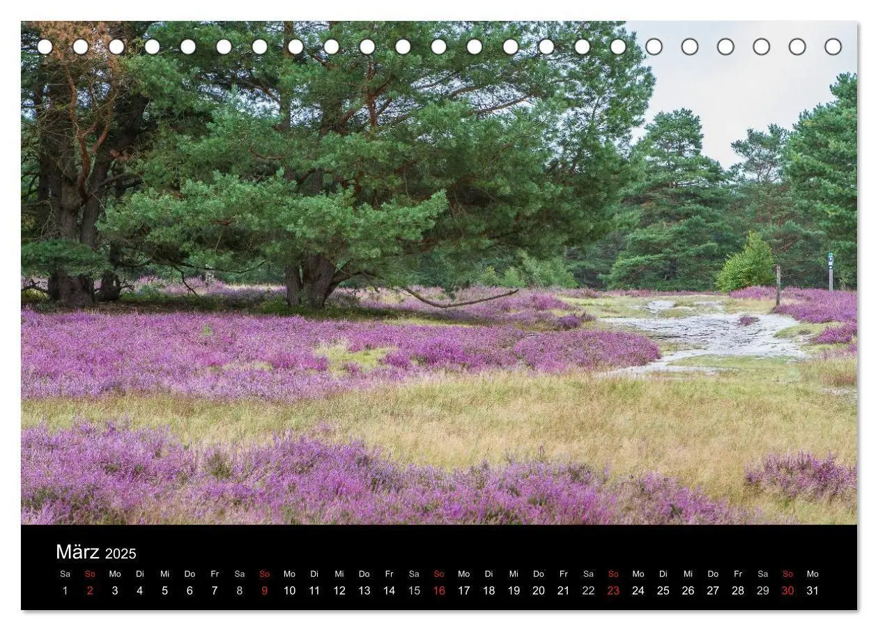 Bild: 9783435774555 | Lüneburger Heide (Tischkalender 2025 DIN A5 quer), CALVENDO...