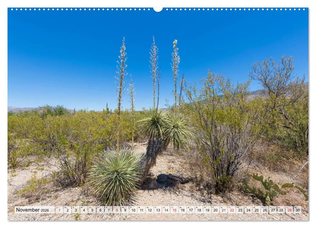 Bild: 9783457774755 | SAGUARO NATIONAL PARK Heimat des Saguaro-Kaktus (Wandkalender 2026...