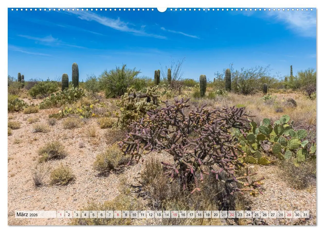 Bild: 9783457774755 | SAGUARO NATIONAL PARK Heimat des Saguaro-Kaktus (Wandkalender 2026...