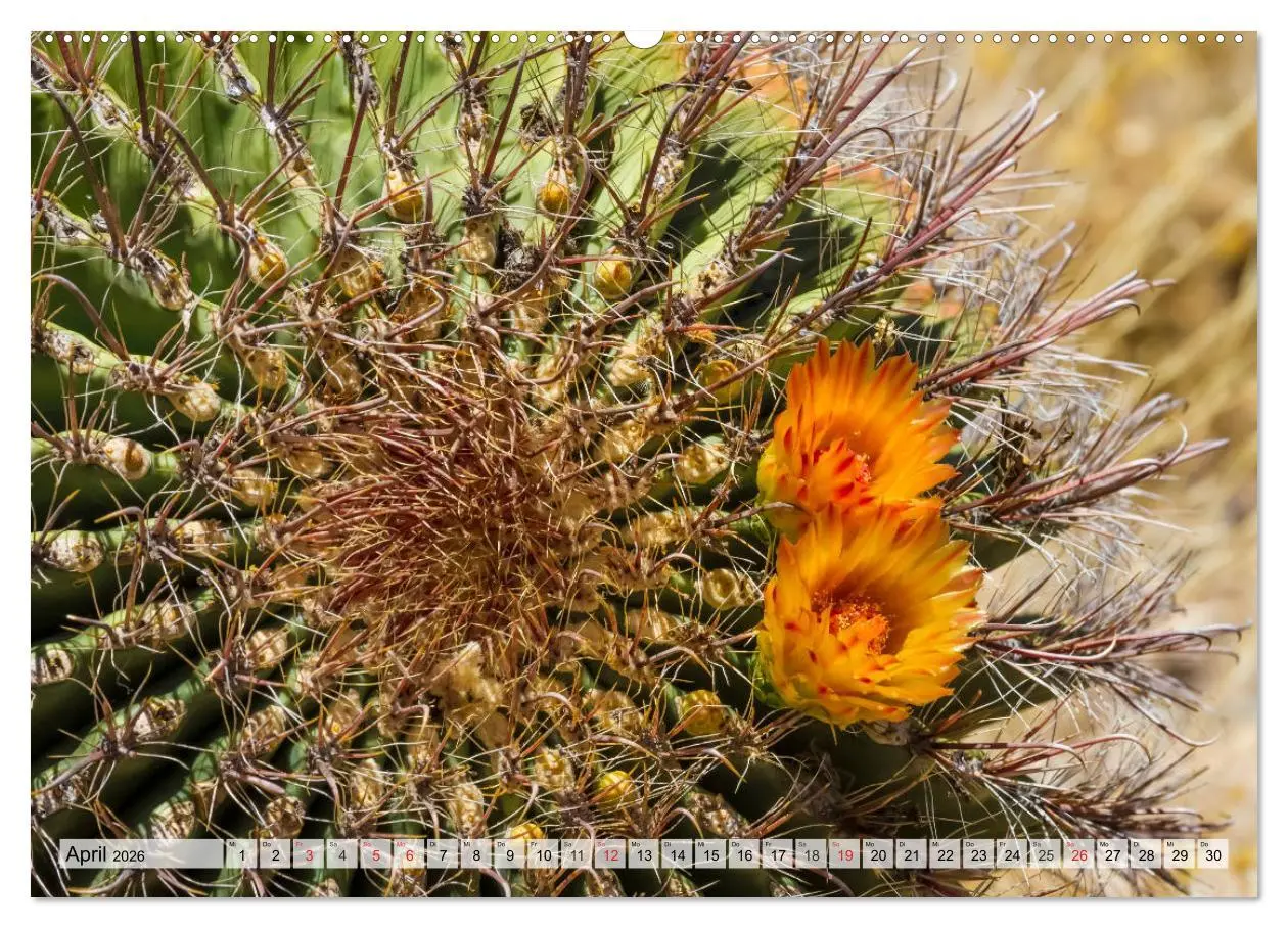 Bild: 9783457774755 | SAGUARO NATIONAL PARK Heimat des Saguaro-Kaktus (Wandkalender 2026...