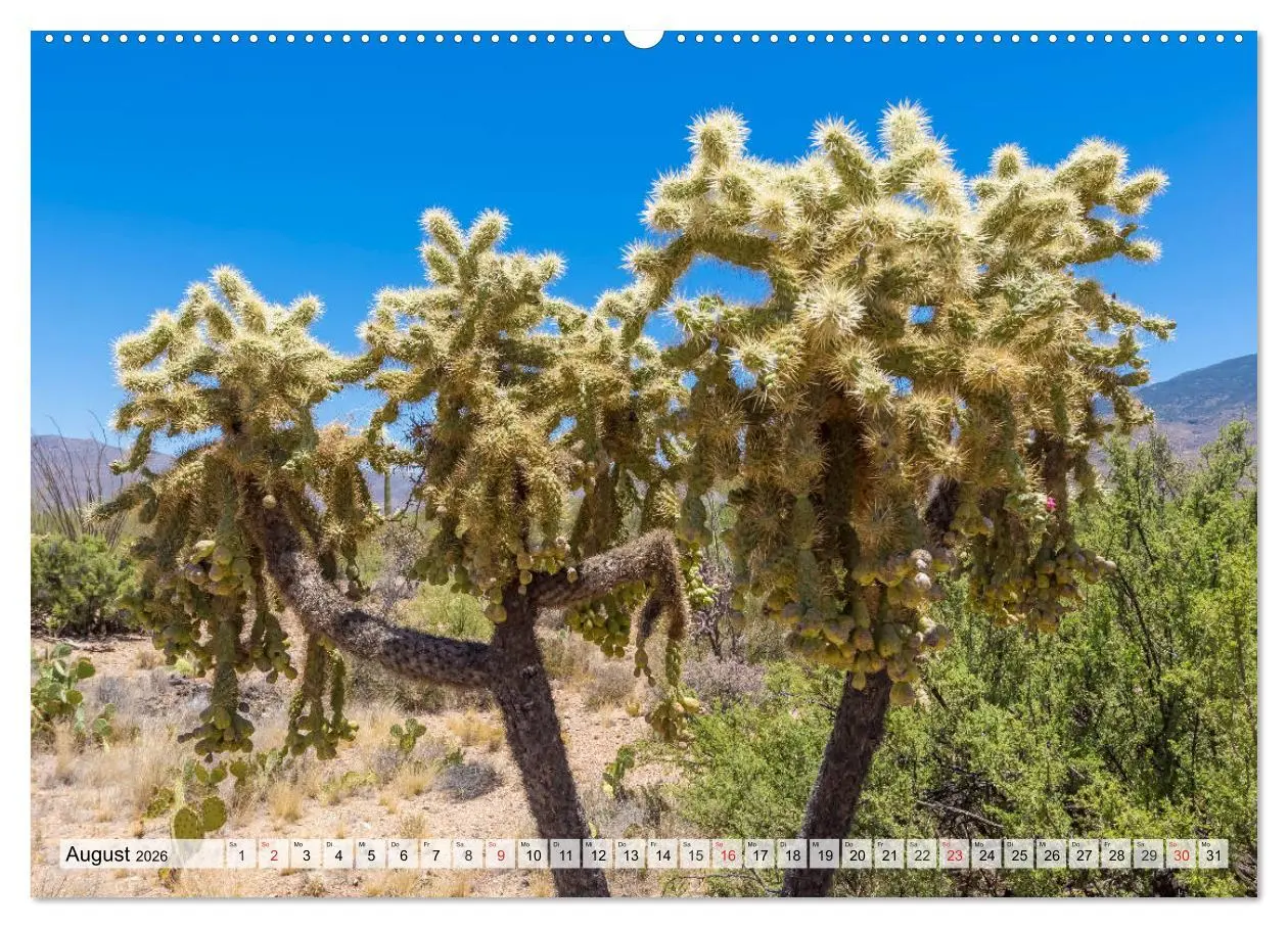 Bild: 9783457774755 | SAGUARO NATIONAL PARK Heimat des Saguaro-Kaktus (Wandkalender 2026...