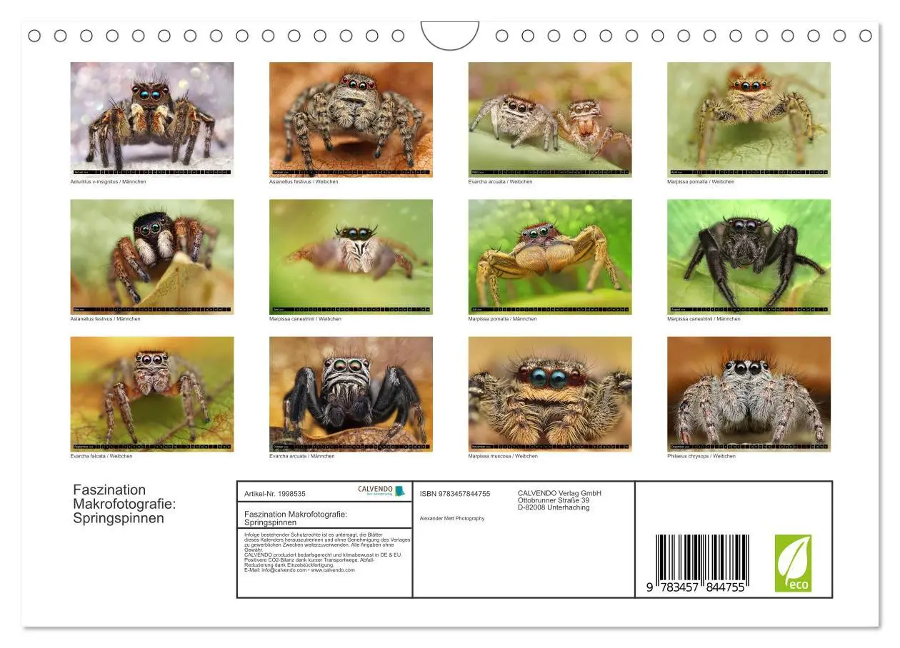Bild: 9783457844755 | Faszination Makrofotografie: Springspinnen (Wandkalender 2026 DIN...
