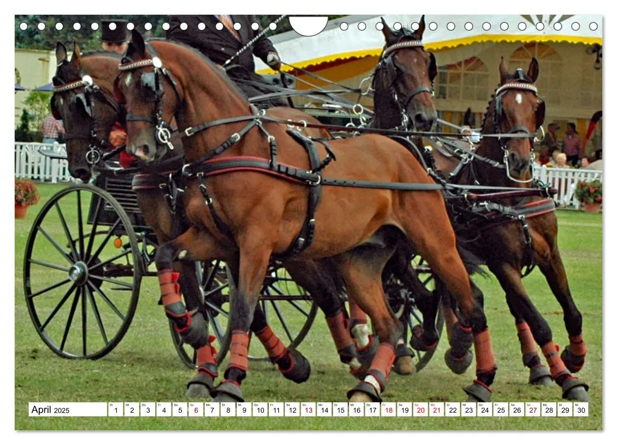 Bild: 9783383964855 | Vierspänner Herausforderung Fahrsport (Wandkalender 2025 DIN A4...