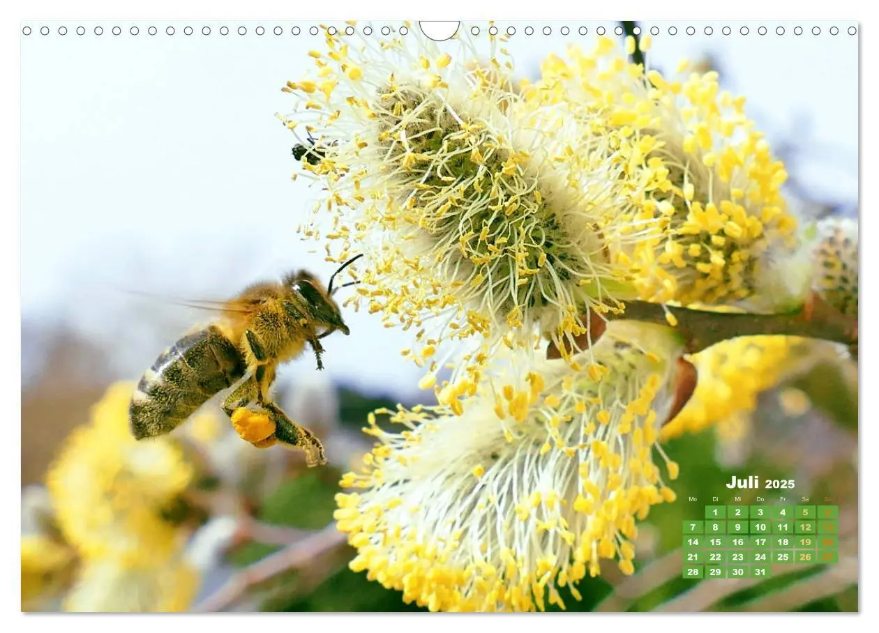 Bild: 9783435124855 | Ein Leben für den Honig - Bienen und Imker (Wandkalender 2025 DIN...