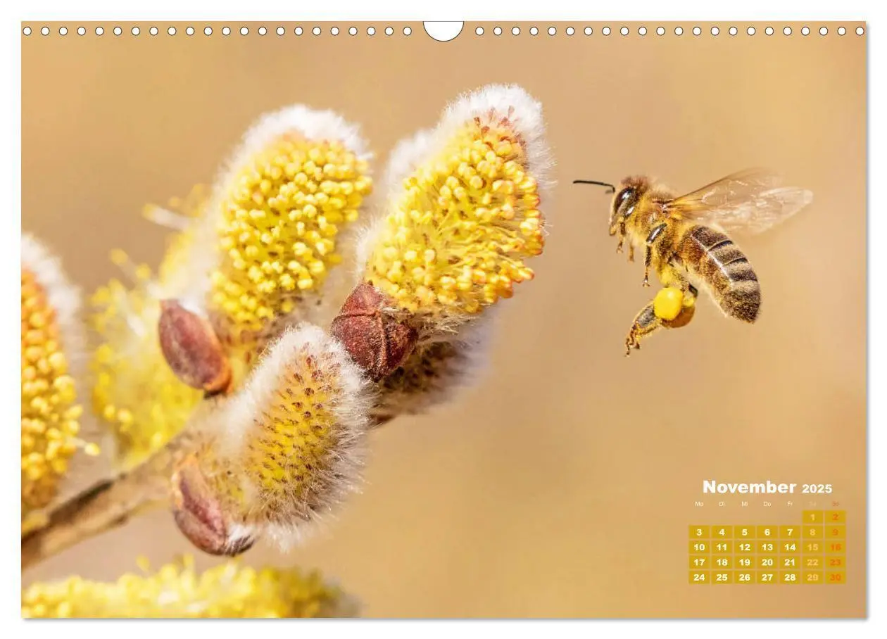 Bild: 9783435124855 | Ein Leben für den Honig - Bienen und Imker (Wandkalender 2025 DIN...