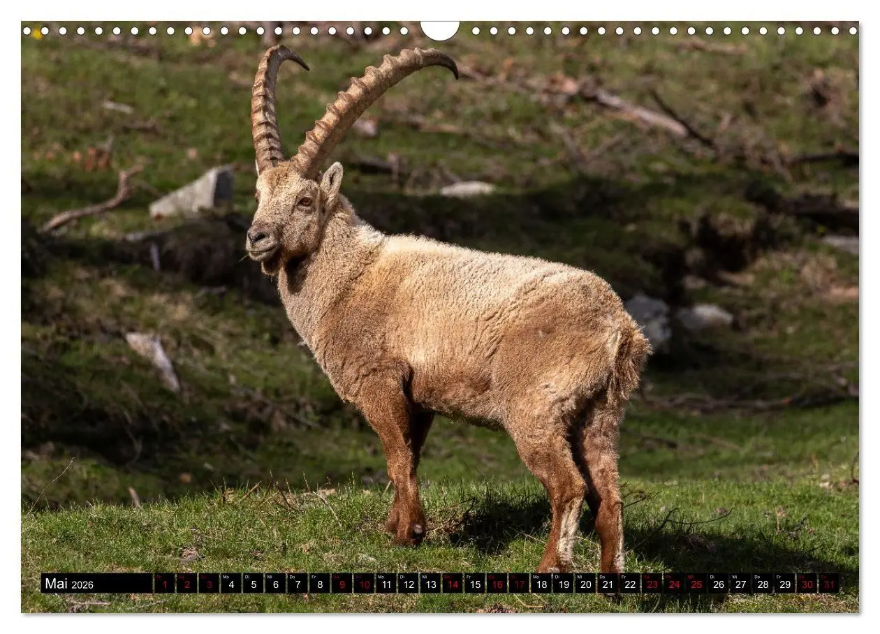 Bild: 9783457625255 | Faszinierendes Oberengadin (Wandkalender 2026 DIN A3 quer),...