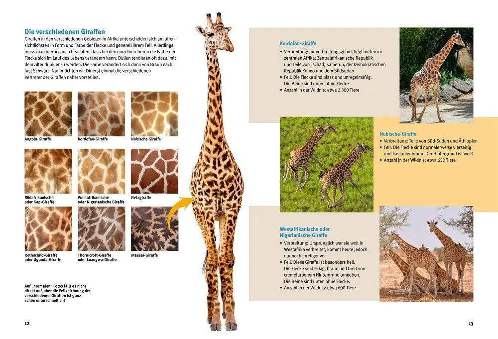 Bild: 9783866595255 | Entdecke die Giraffen | Vera Rduch | Buch | 64 S. | Deutsch | 2025
