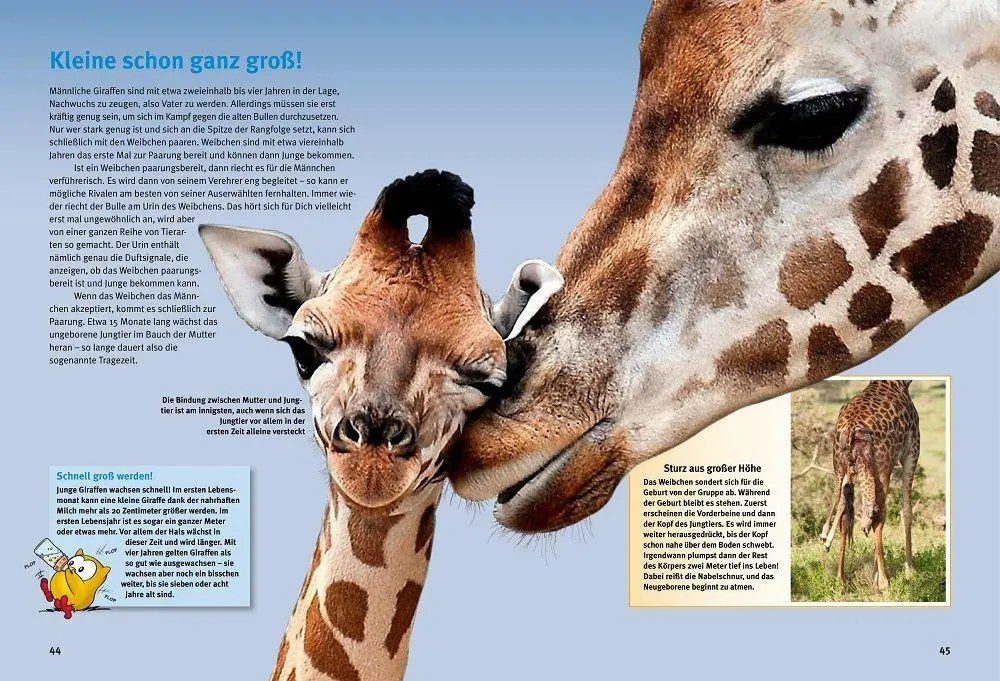 Bild: 9783866595255 | Entdecke die Giraffen | Vera Rduch | Buch | 64 S. | Deutsch | 2025