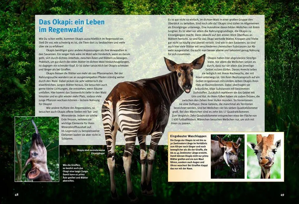 Bild: 9783866595255 | Entdecke die Giraffen | Vera Rduch | Buch | 64 S. | Deutsch | 2025