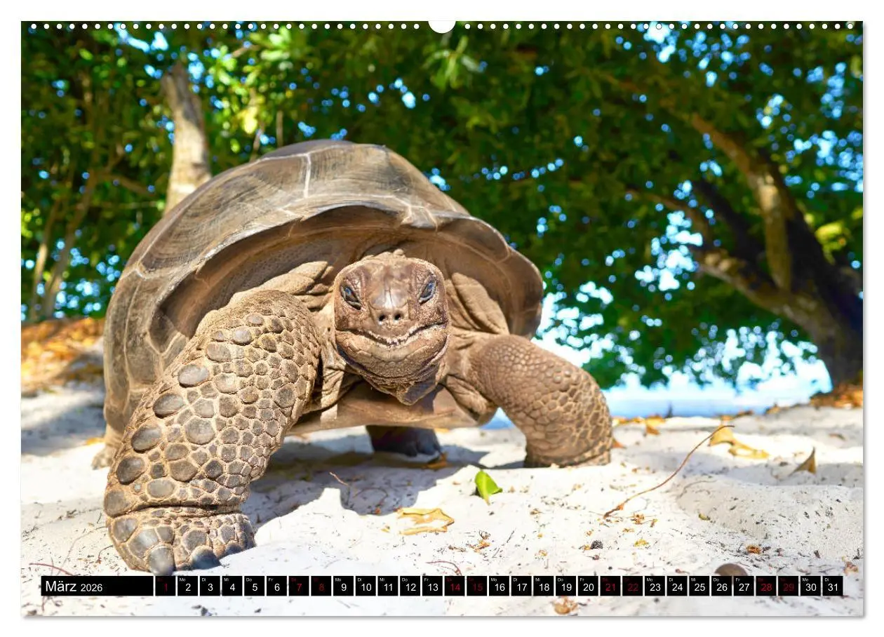 Bild: 9783457785355 | Seychellen Inselblicke (Wandkalender 2026 DIN A2 quer), CALVENDO...