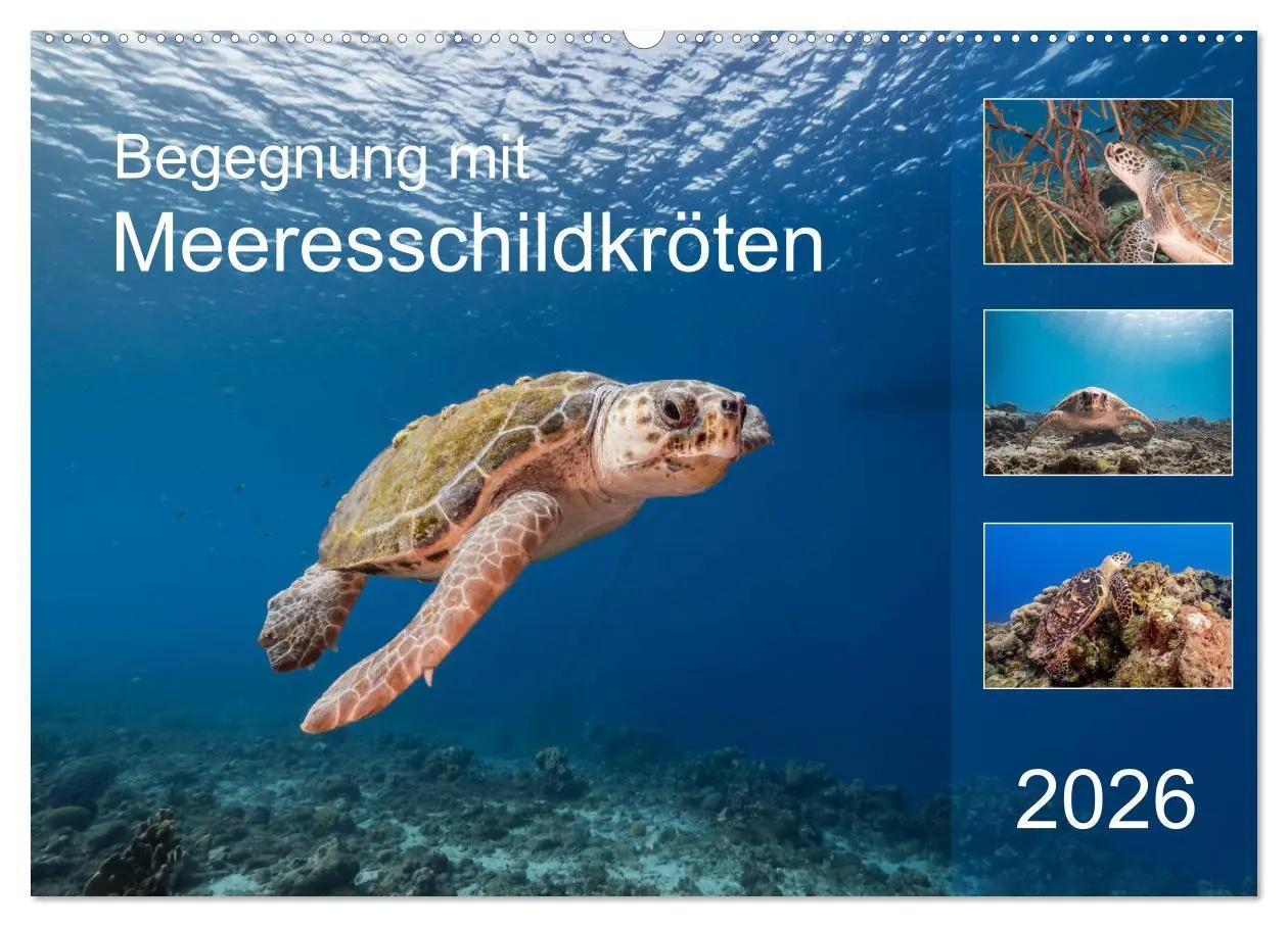 Cover: 9783457775455 | Begegnung mit Meeresschildkröten (Wandkalender 2026 DIN A2 quer),...