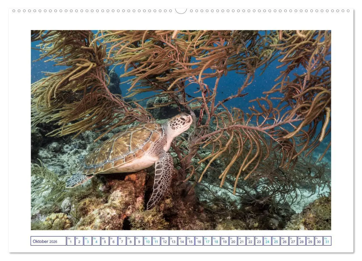 Bild: 9783457775455 | Begegnung mit Meeresschildkröten (Wandkalender 2026 DIN A2 quer),...