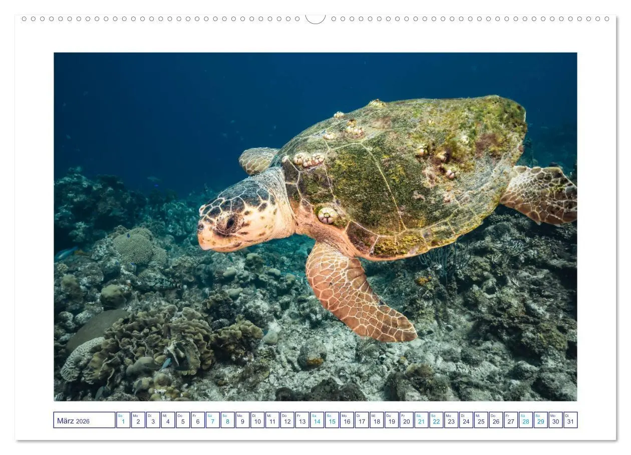 Bild: 9783457775455 | Begegnung mit Meeresschildkröten (Wandkalender 2026 DIN A2 quer),...