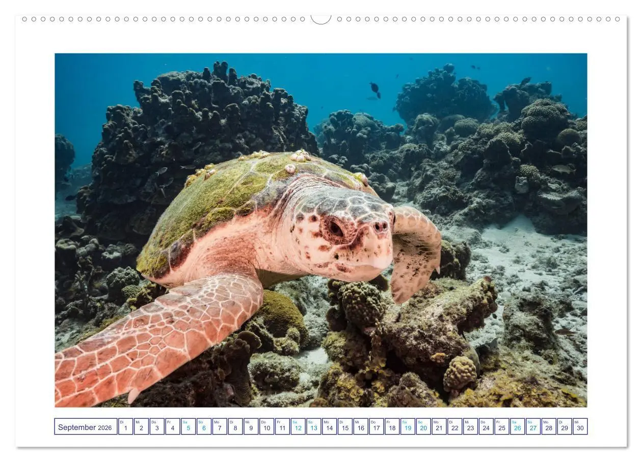 Bild: 9783457775455 | Begegnung mit Meeresschildkröten (Wandkalender 2026 DIN A2 quer),...