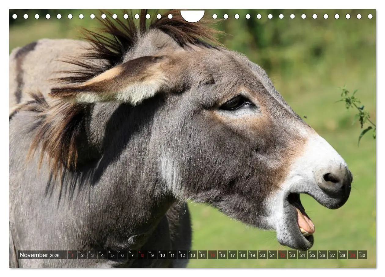 Bild: 9783516095555 | Esel - hübsch, klug und fleißig (Wandkalender 2026 DIN A4 quer),...