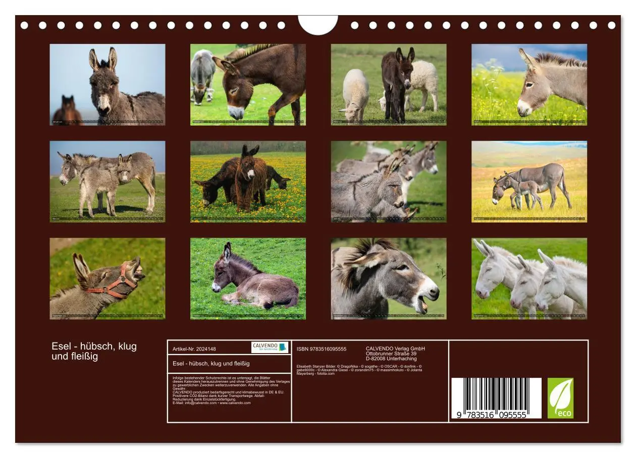 Bild: 9783516095555 | Esel - hübsch, klug und fleißig (Wandkalender 2026 DIN A4 quer),...