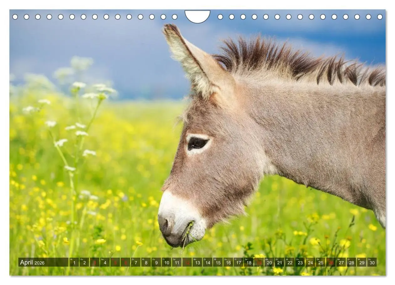 Bild: 9783516095555 | Esel - hübsch, klug und fleißig (Wandkalender 2026 DIN A4 quer),...