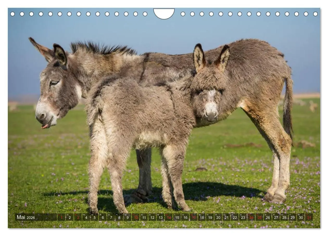Bild: 9783516095555 | Esel - hübsch, klug und fleißig (Wandkalender 2026 DIN A4 quer),...