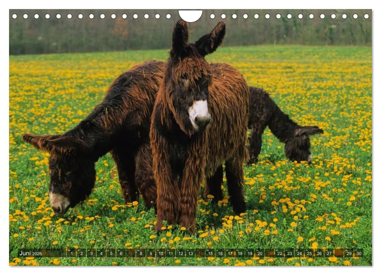 Bild: 9783516095555 | Esel - hübsch, klug und fleißig (Wandkalender 2026 DIN A4 quer),...