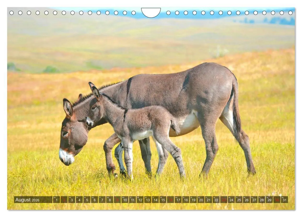 Bild: 9783516095555 | Esel - hübsch, klug und fleißig (Wandkalender 2026 DIN A4 quer),...